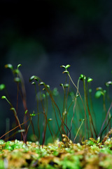 深緑の矮小世界