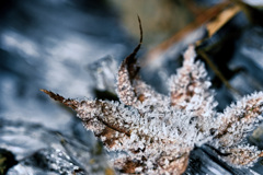 ひらり、凍てつく。