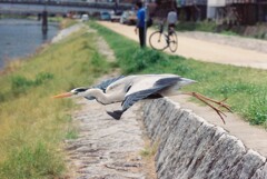 飛翔…アオサギ