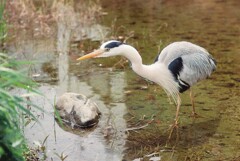 餌を求めて…アオサギ