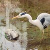 餌を求めて…アオサギ