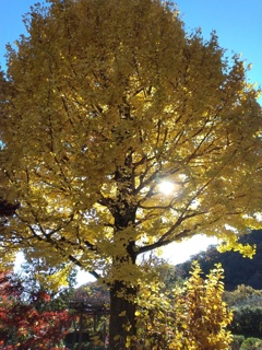 駒木野庭園のイチョウ