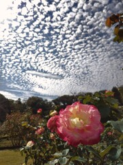 うろこ雲