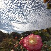 うろこ雲