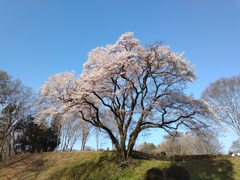 氏邦桜
