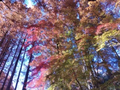 紅葉