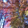 紅葉