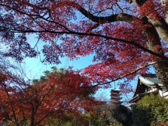 松戸本土寺の紅葉