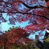 松戸本土寺の紅葉