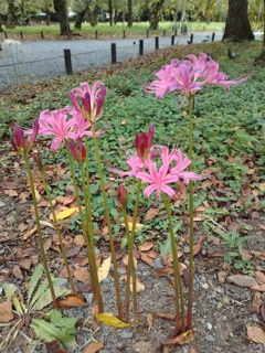 彼岸花咲く。