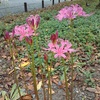彼岸花咲く。