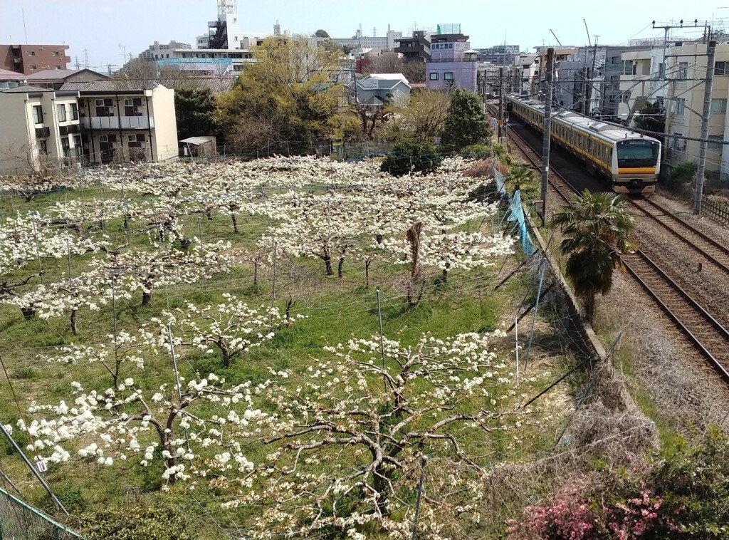 梨の花