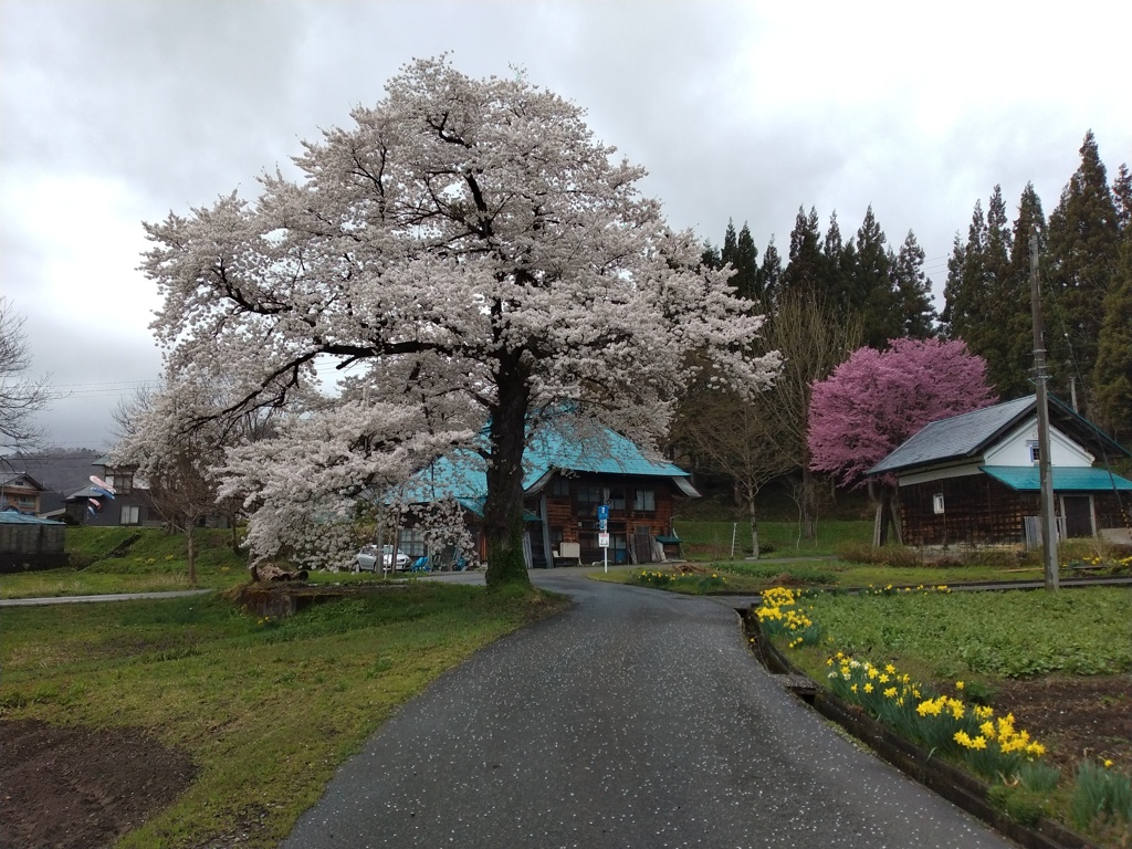 桜