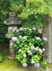 あじさいと青もみじ