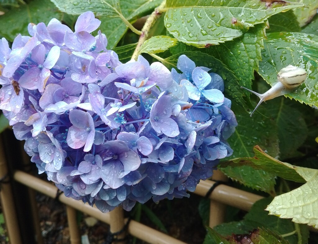 かたつむり