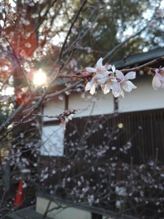 寒桜