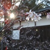 寒桜