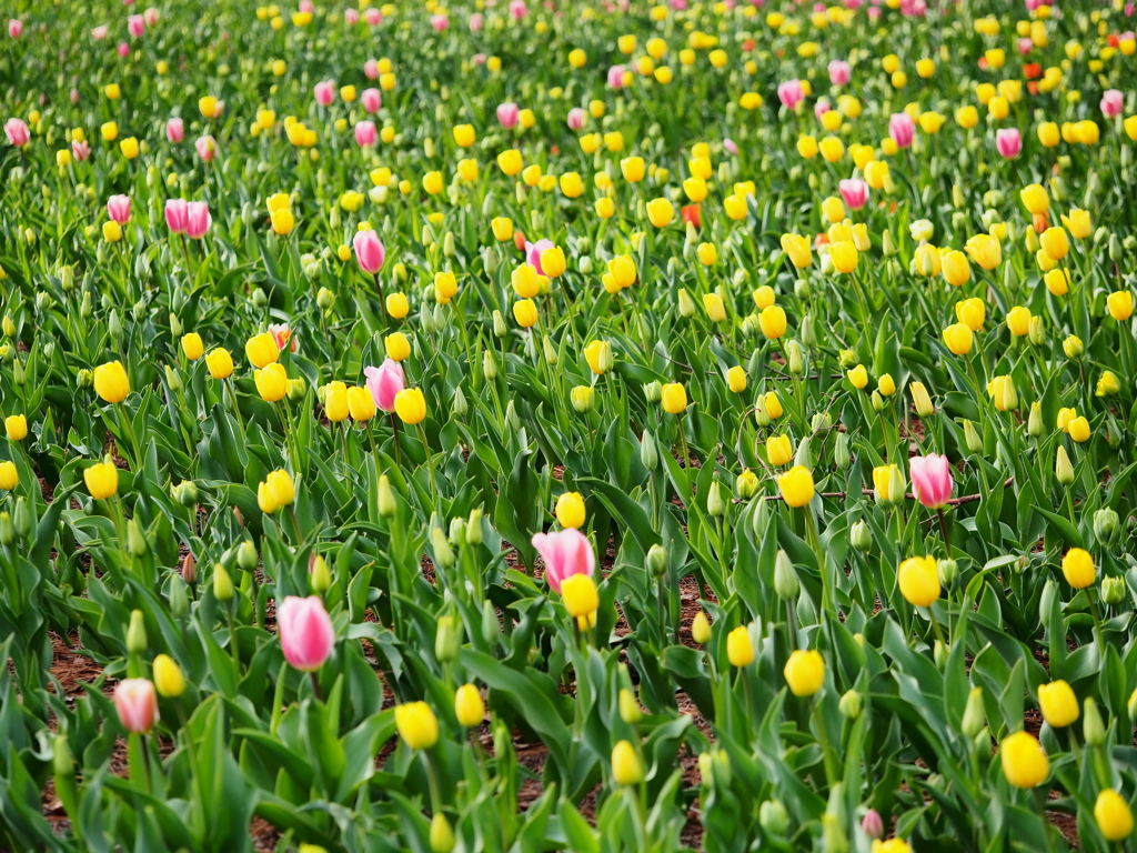 国営武蔵丘陵森林公園14