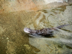 市川動植物園13