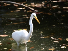 水元公園シン望遠9