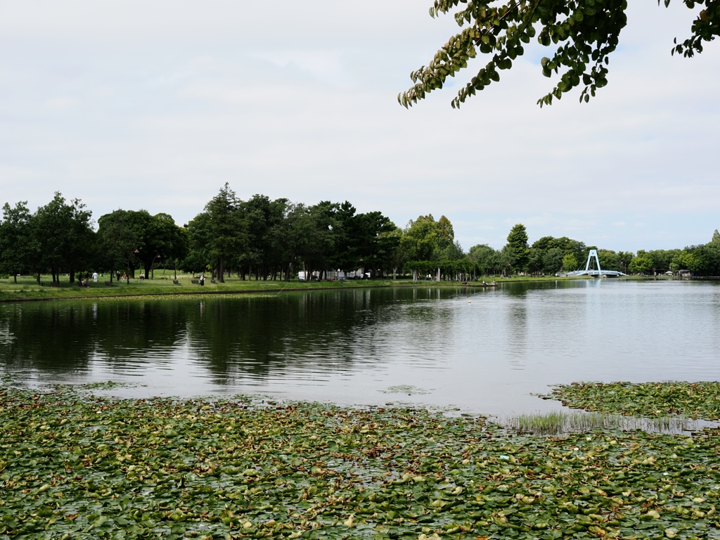 10月の水元公園2