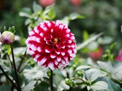 両神山麓花の郷ダリア園37