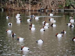 水元公園の鳥21