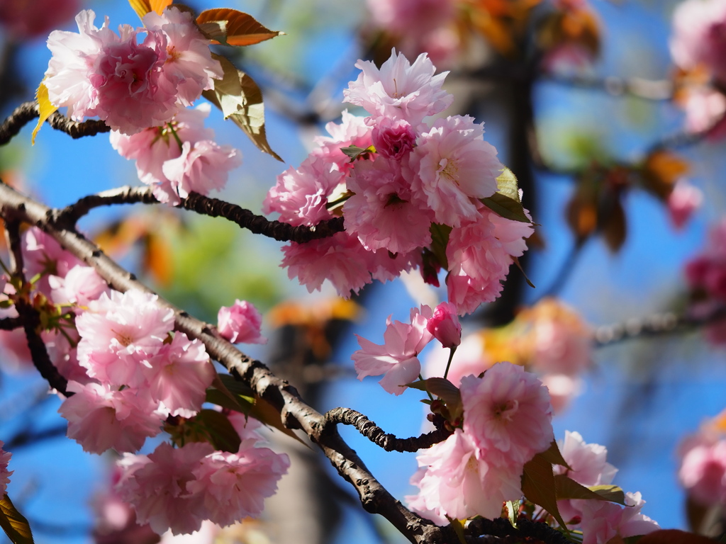 向島百花園3