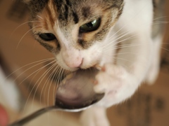 猫まるカフェ17