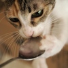 猫まるカフェ17