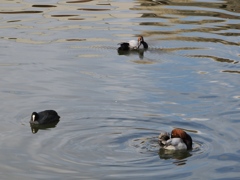 水元公園の鳥10