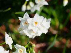 小貝川の桜5