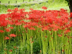 9月の水元公園12