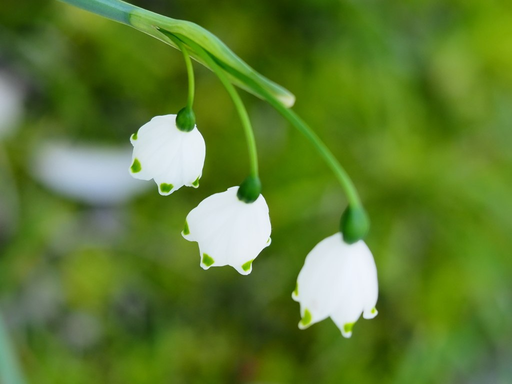 4月の堀切菖蒲園9