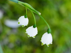 4月の堀切菖蒲園9