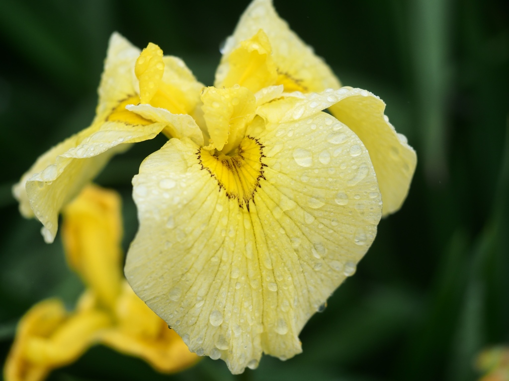 小岩菖蒲園の花菖蒲7