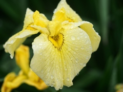 小岩菖蒲園の花菖蒲7