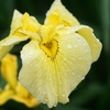 小岩菖蒲園の花菖蒲7