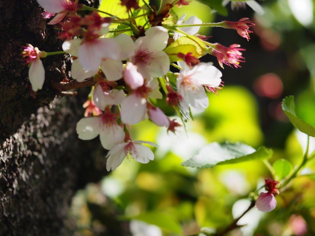 向島百花園12