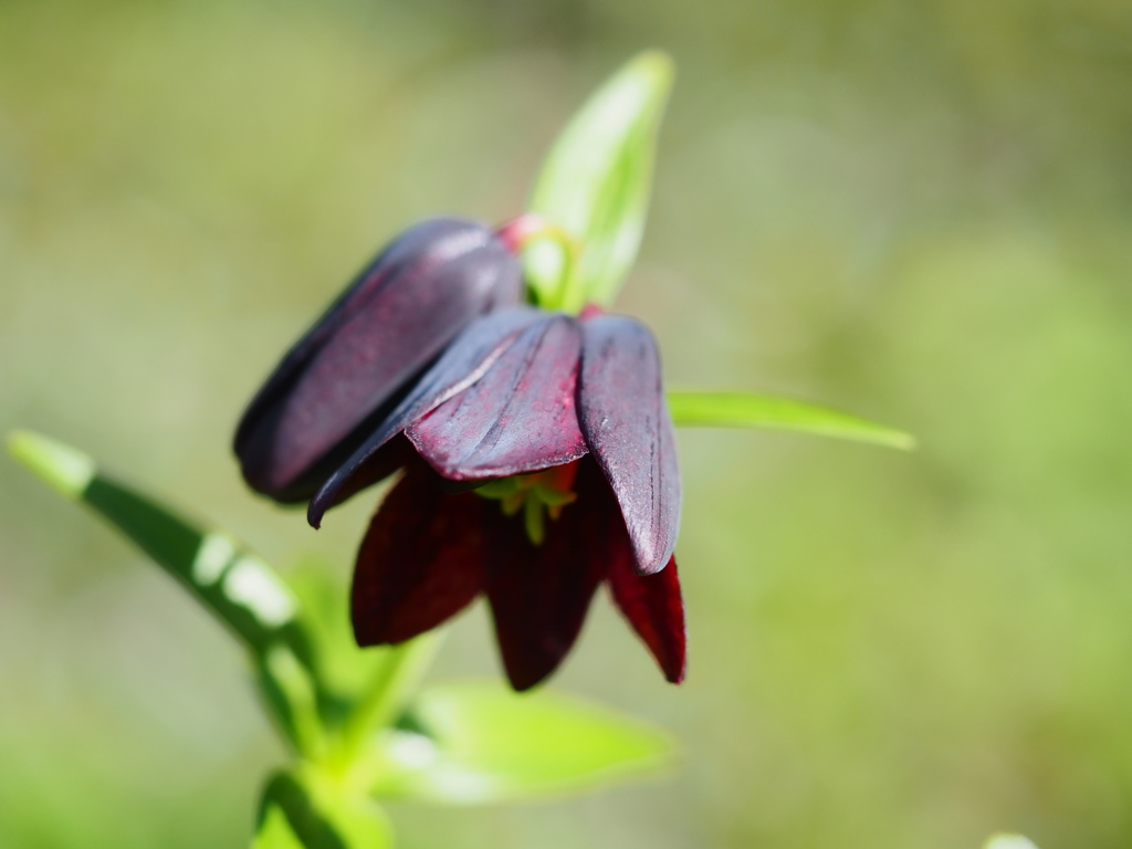 向島百花園2