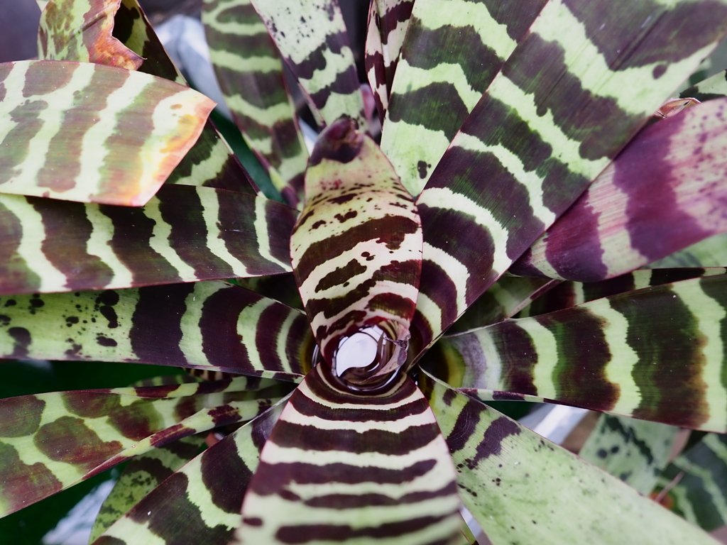 熱帯植物園26