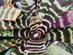熱帯植物園26
