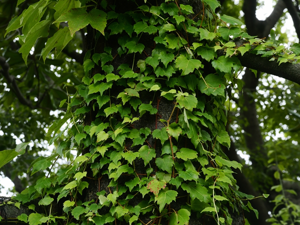 向島百花園4