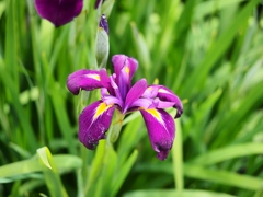 堀切菖蒲園の花菖蒲26