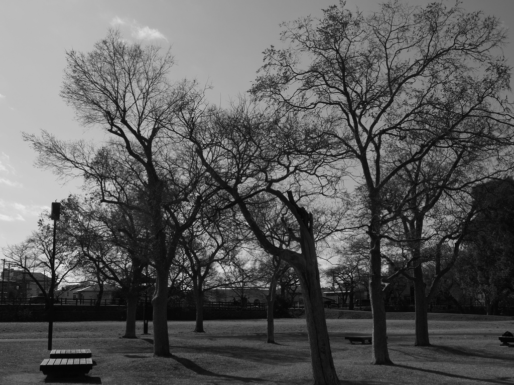 水元公園のモノクロ4