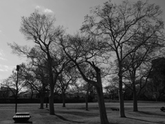 水元公園のモノクロ4