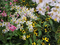 向島百花園36