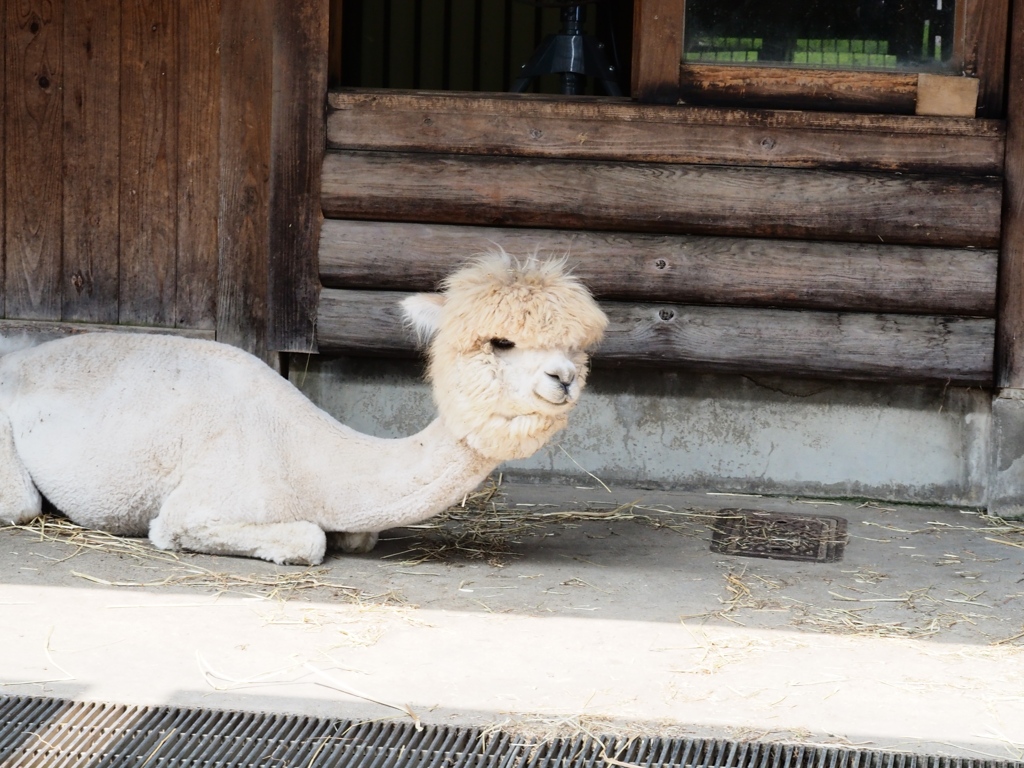 市川動植物園5