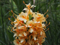 向島百花園11