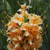 向島百花園11